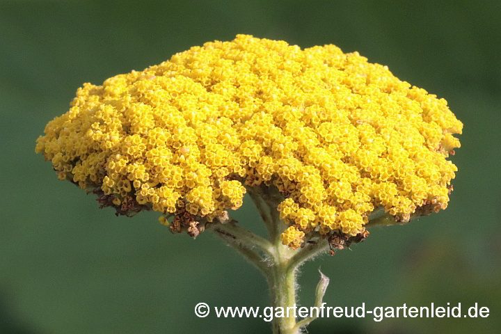 Achillea filipendulina 'Cloth of Gold' – Gold-Garbe, Blütenstand