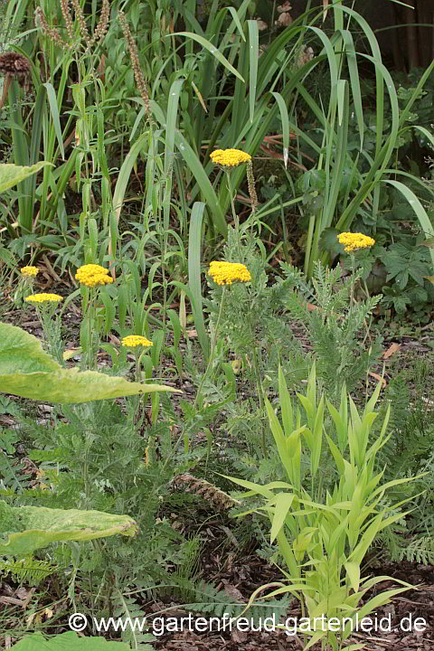 Achillea filipendulina 'Cloth of Gold' – Gold-Garbe, junge Pflanzen