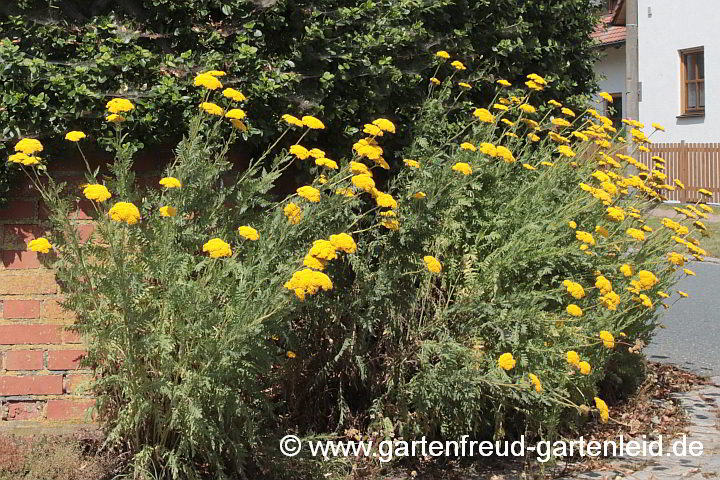 Achillea filipendulina – Gold-Garbe