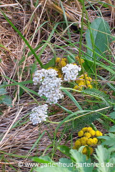 Achillea millefolium am Naturstandort – Gewöhnliche Wiesen-Schafgarbe