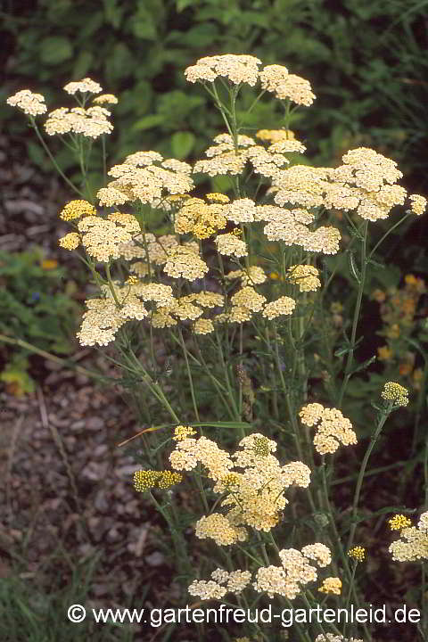 Achillea millefolium Samensorte – Gewöhnliche Schafgarbe