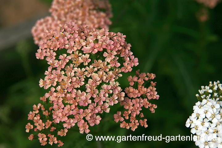 Lachsfarbene Achillea millefolium – Schafgarbe