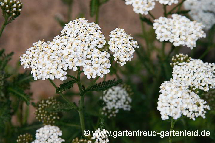 Achillea millefolium – Wiesen-Schafgarbe