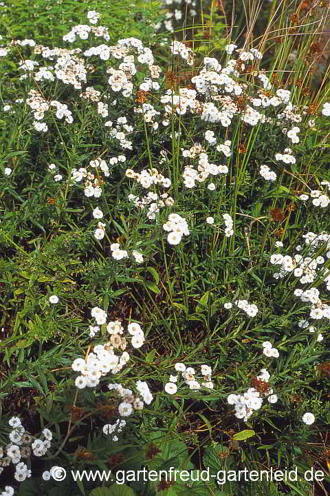 Achillea ptarmica 'Boule de Neige' – Sumpf-Schafgarbe, Bertrams-Garbe