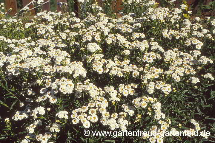 Achillea ptarmica 'Boule de' – Sumpf-Schafgarbe, Bertrams-Garbe