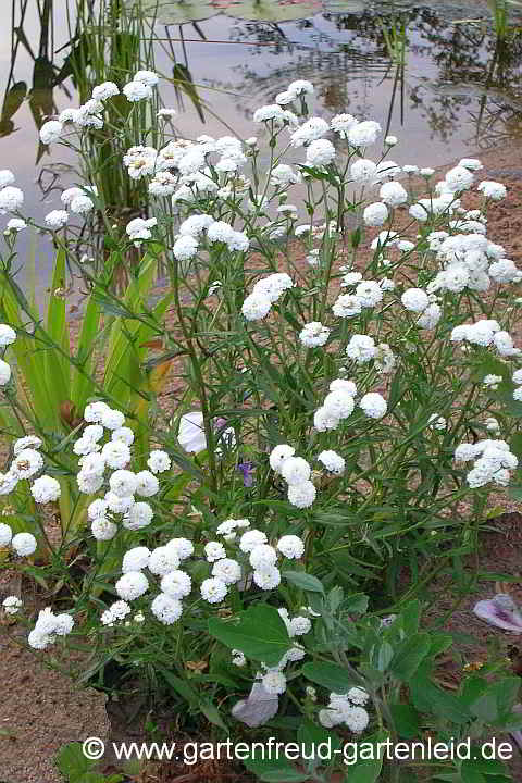 Achillea ptarmica 'Boule de Neige' – Sumpf-Schafgarbe, Bertrams-Garbe