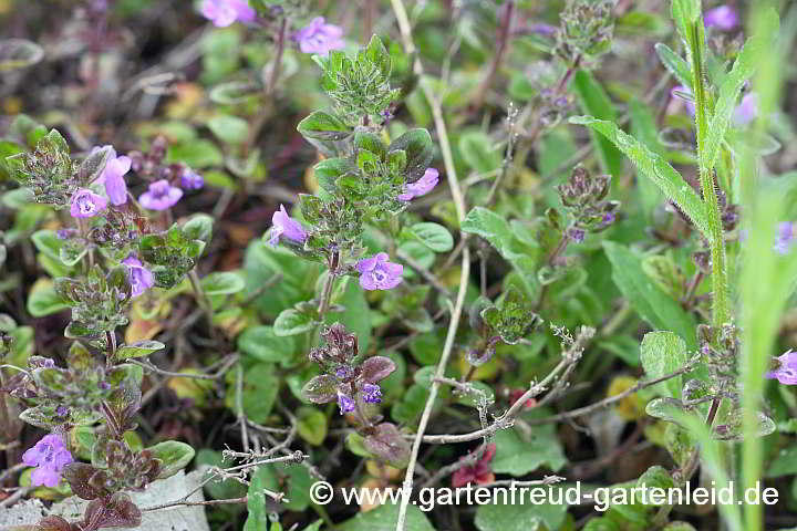 Acinos alpinus – Alpen-Steinquendel