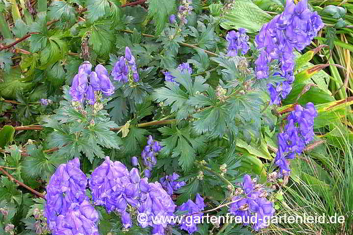Aconitum carmichaelii 'Arendsii' – Herbst-Eisenhut, Chinesischer Eisenhut