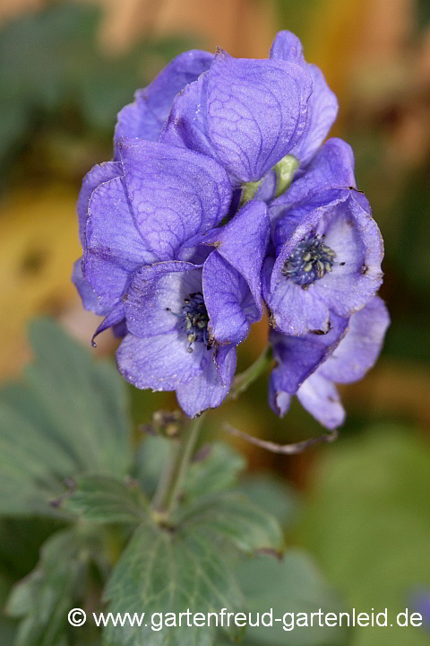 Aconitum carmichaelii 'Arendsii' – Herbst-Eisenhut