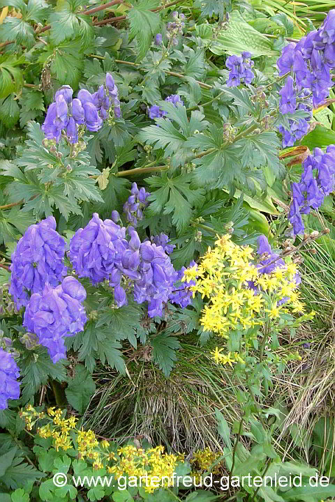 Aconitum carmichaelii 'Arendsii' mit Solidago virgaurea