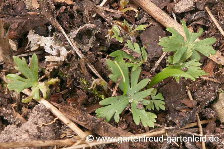 Aconitum hemsleyanum – Rotblühender Eisenhut, Austrieb