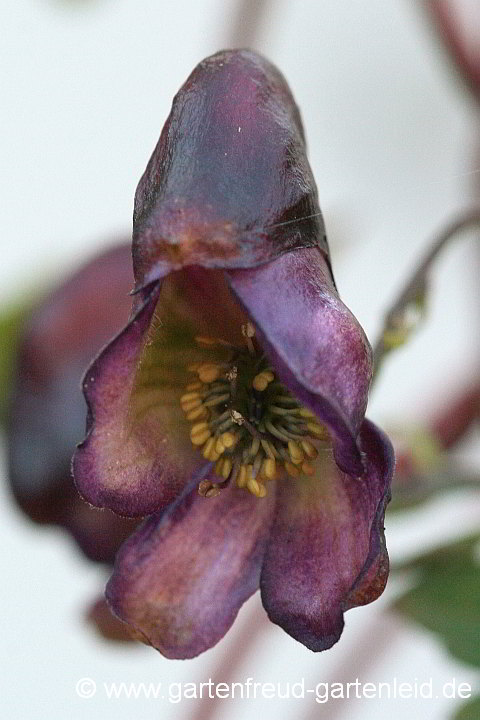 Aconitum hemsleyanum – Rotblühender Eisenhut