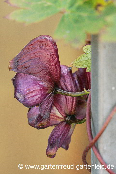 Aconitum hemsleyanum – Rotblühender Eisenhut