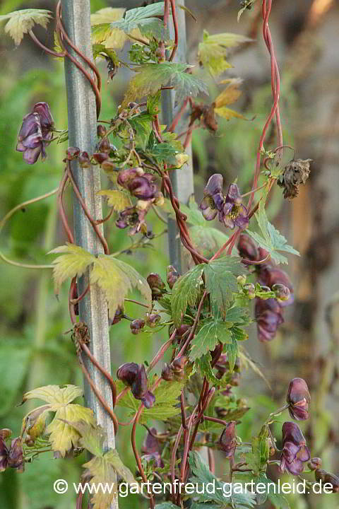 Aconitum hemsleyanum – Rotblühender Eisenhut