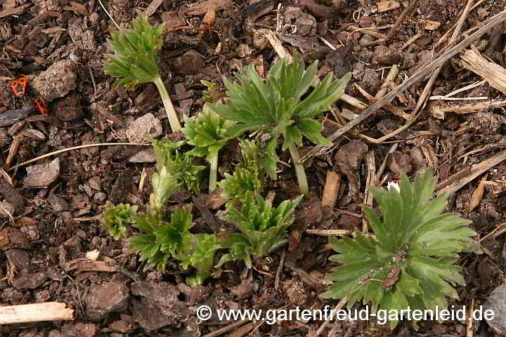 Aconitum lycoctonum subsp. neapolitanum – Hahnenfußblättriger Eisenhut, Pyrenäen-Eisenhut