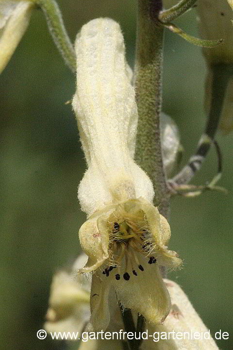 Aconitum lycoctonum subsp. neapolitanum – Pyrenäen-Eisenhut