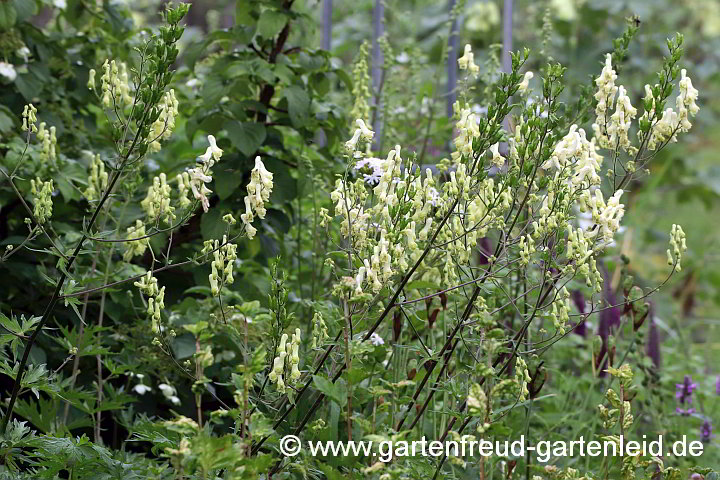 Aconitum lycoctonum subsp. neapolitanum – Hahnenfußblättriger Eisenhut, Pyrenäen-Eisenhut