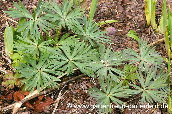 Aconitum napellus – Blauer Eisenhut, Austrieb