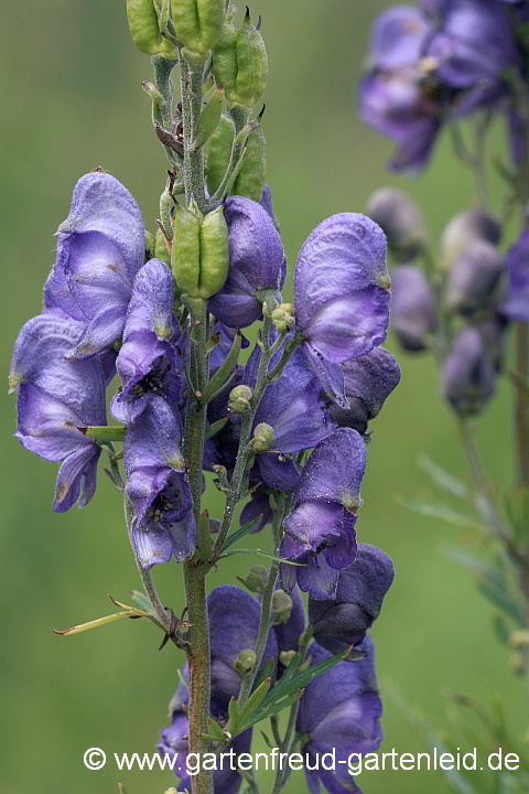 Aconitum napellus – Blauer Eisenhut