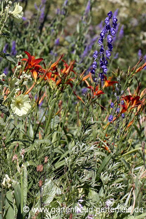 Aconitum napellus mit Hemerocallis und Alcea rugosa