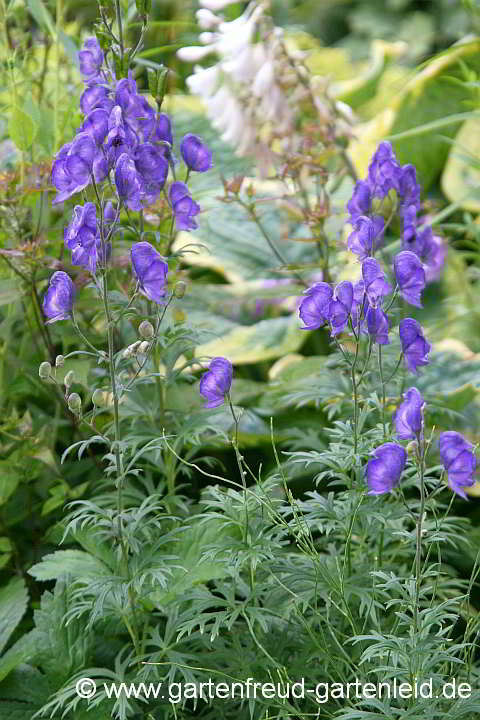 Aconitum napellus – Blauer Eisenhut