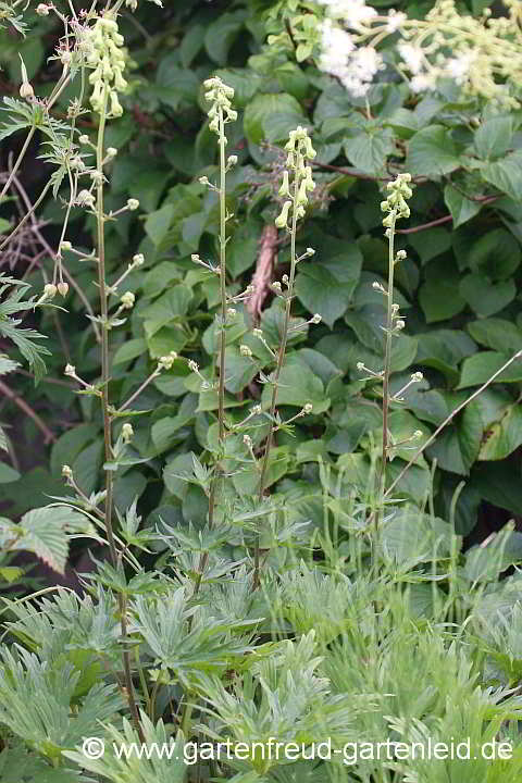 Aconitum lycoctonum subsp. vulparia – Fuchs-Eisenhut