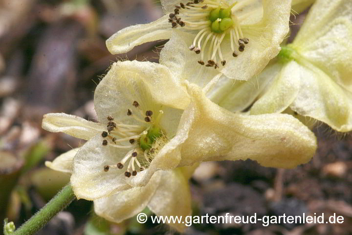 Aconitum lycoctonum subsp. vulparia – Fuchs-Eisenhut