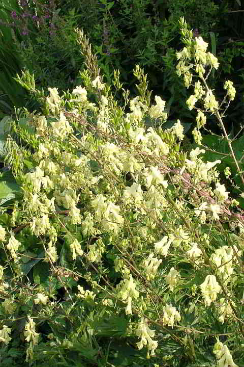 Aconitum lycoctonum subsp. vulparia – Fuchs-Eisenhut