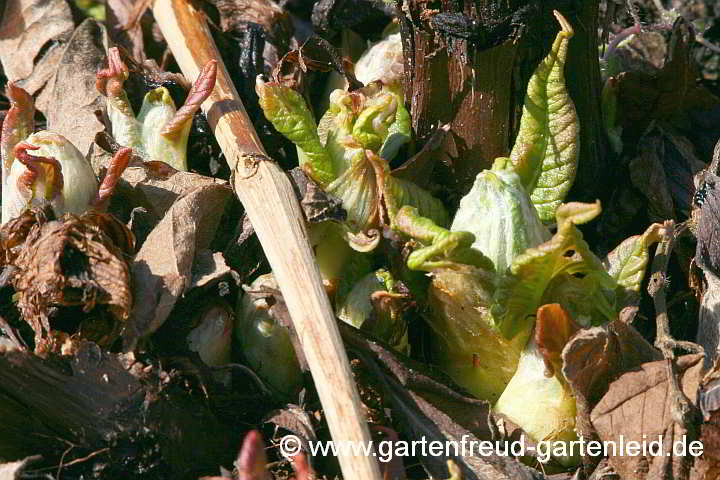 Aconogonon `Johanniswolke´ – (Garten-)Bergknöterich, Austrieb