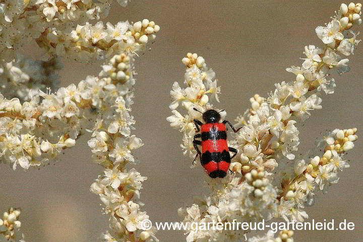 Aconogonon `Johanniswolke´ – (Garten-)Bergknöterich, mit Bienenkäfer