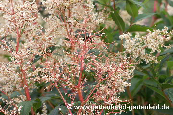 Aconogonon `Johanniswolke´ – (Garten-)Bergknöterich