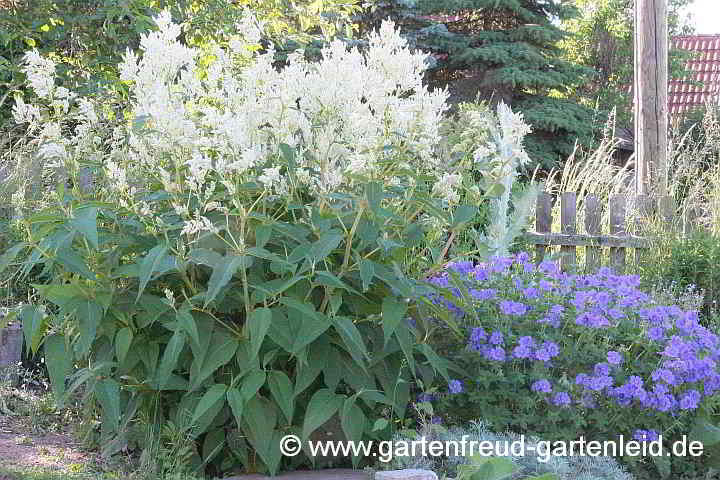 Aconogonon `Johanniswolke´  – (Garten-)Bergknöterich mit Geranium x magnificum