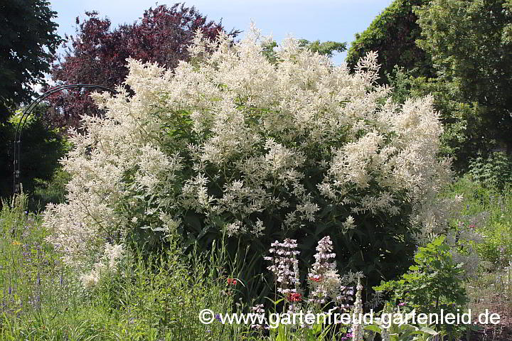 Aconogonon `Johanniswolke´ – Bergknöterich