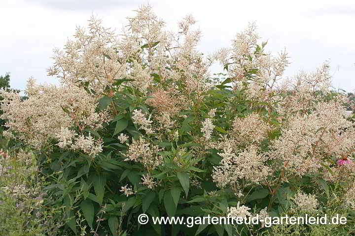 Aconogonon `Johanniswolke´ – (Garten-)Bergknöterich