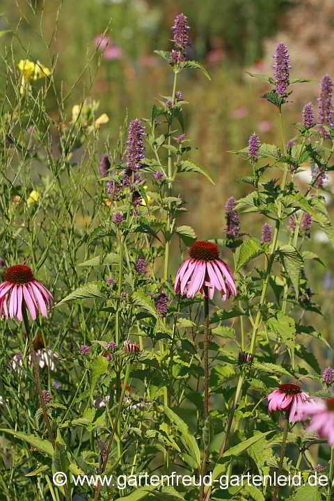 Agastache rugosa mit Echinacea purpurea