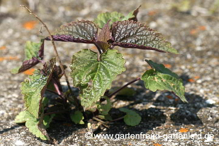 Agastache rugosa – Koreanische Minze, Austrieb