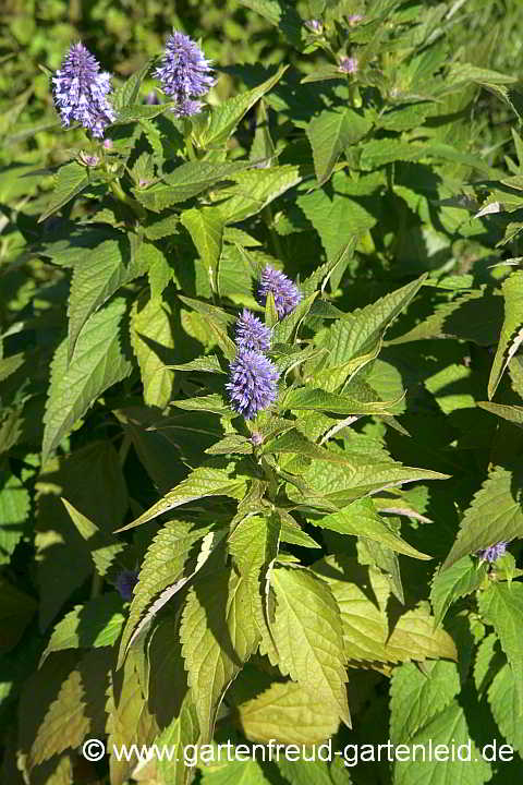 Agastache 'Blue Fortune' – Koreanische Minze 'Blue Fortune'