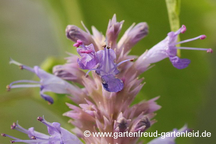 Agastache rugosa – Koreanische Minze, Blüten