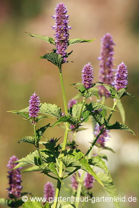 Agastache rugosa – Runzlige Duftnessel, Blütenstände