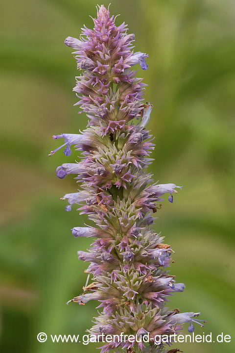 Agastache rugosa – Korea-Minze, Runzlige Duftnessel