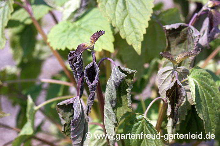 Agastache rugosa – Korea-Minze mit Spätfrostschaden