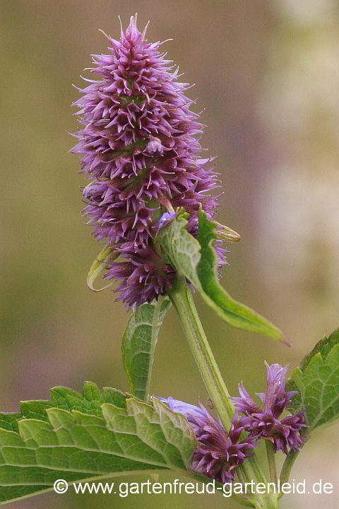 Agastache rugosa – Runzlige Duftnessel, Knospen