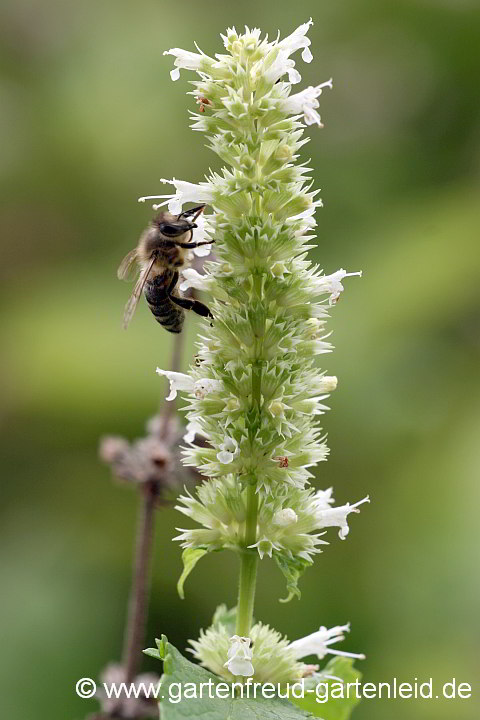 Agastache rugosa – Weiße Form