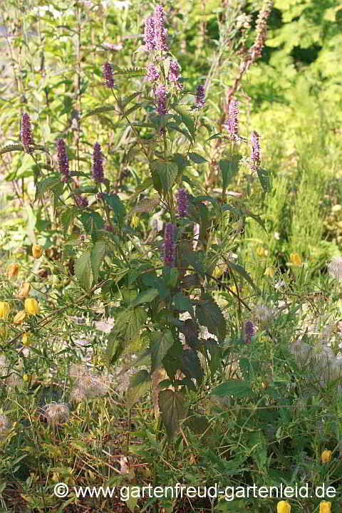 Agastache rugosa – Runzlige Duftnessel, Koreanische Minze