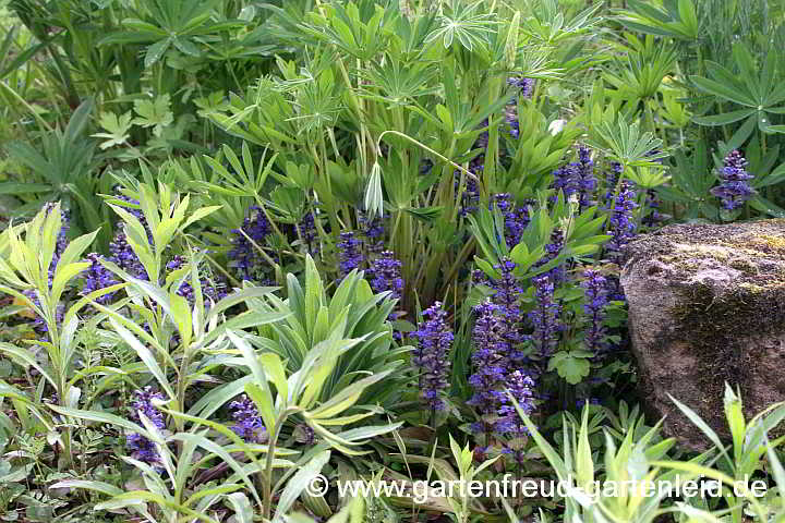 Ajuga reptans – Kriechender Günsel