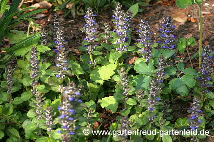 Ajuga reptans – Kriechender Günsel