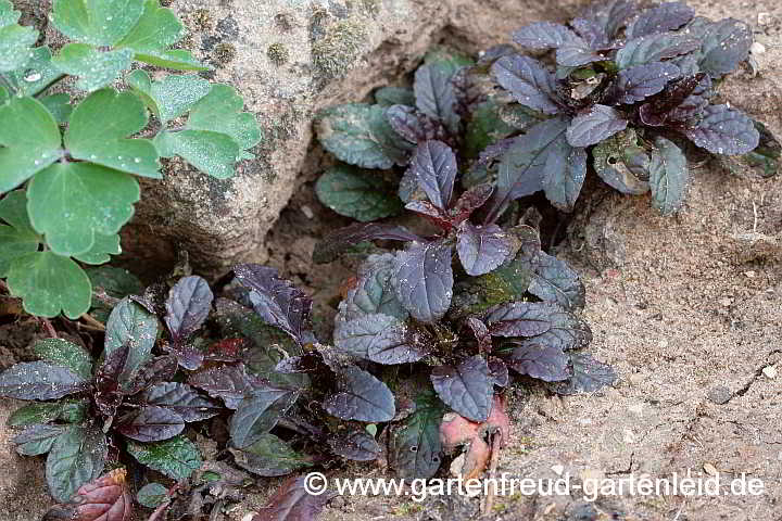 Ajuga reptans 'Atropurpurea' – Rotblättriger Günsel, Blattrosetten