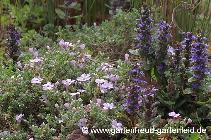 Phlox douglasii `Lilac Cloud´ mit Ajuga reptans 'Atropurpurea' – Polster-Phlox mit Kriechendem Günsel