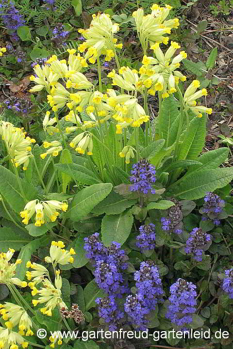 Ajuga reptans 'Atropurpurea' mit Primula veris – Günsel mit Schlüsselblume