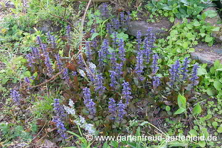 Ajuga reptans 'Atropurpurea' – Rotblättriger (Kriech-)Günsel